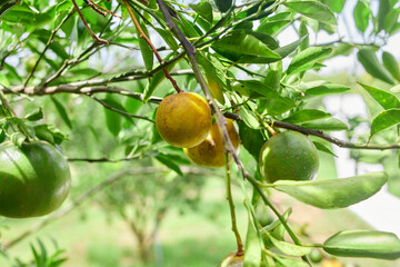 Fresh orange on tree branch