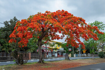 royal poinciana, (Delonix regia), also called flamboyant tree or peacock tree	