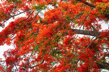 royal poinciana, (Delonix regia), also called flamboyant tree or peacock tree	