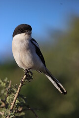 Obraz premium Southern Fiscal Shrike, Addo Elephant Park
