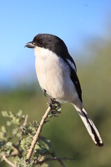 Southern Fiscal Shrike, Addo Elephant Park