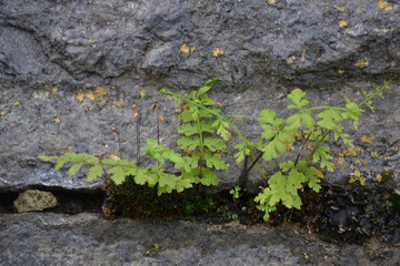 Rusty stone wall green texture background. Pattern and texture background of old stone wall covered with clumps of green moss