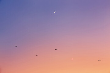 Obraz premium crescent moon and birds with sunset sky