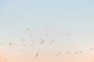 sunset with seagullshoto.com
