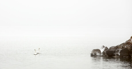 foggy winter morning with tundra swans and breakwater