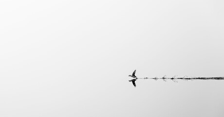 bird taking off from glassy lake in fog