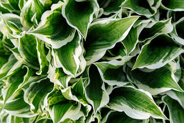 Closeup of hosta plant