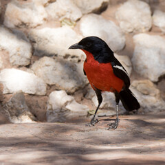 Kgalagadi Transfrontier National Park, South Africa: Crimson-breasted shrike