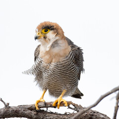 Kgalagadi Transfrontier National Park, South Africa: Lanner Falcon