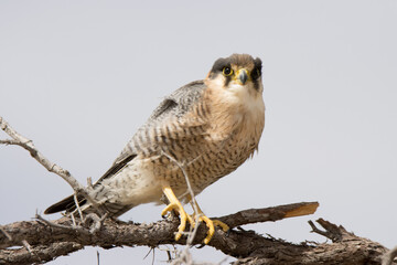 Kgalagadi Transfrontier National Park, South Africa: Lanner Falcon