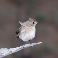 Kgalagadi Transfrontier National Park, South Africa: Familiar chat