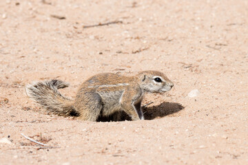 Kgalagadi Transfrontier National Par: Ground squirrel