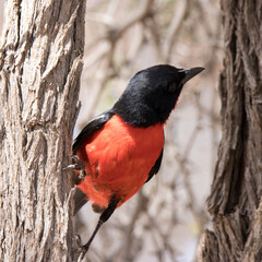 Kgalagadi Transfrontier National Park, South Africa: Crimson-breasted shrike