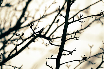 Fototapeta na wymiar natural background of bare branches on a light background in the style of minimalism