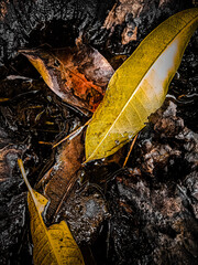 leaf on the ground