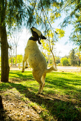 Fauna en Parque Tangamanga de San Luis Potosí 