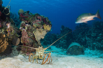 A lone soldierfish shot against the backdrop of a sunken underwater ship. The little creature looks...