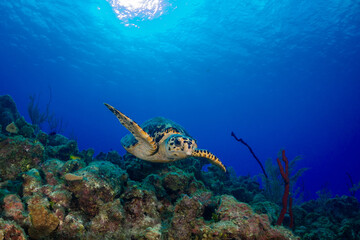 A turtle set against the deep blue water of the Caribbean sea. The water is so pristine that the sun can be seen way above the surface