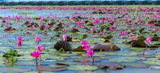 Fields water lilies bloom season in a large flooded lagoon. Flowers grow naturally when the flood...