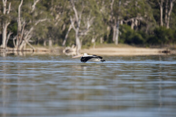 Australian pelican flying just above water in the morning light with a forest in the background, Queensland, Australia.