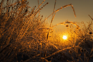 sunset in the grass