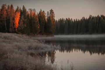 morning in the forest