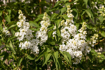 Branch of white lilac with green leaves and buds blooms on a green blurred background in summer