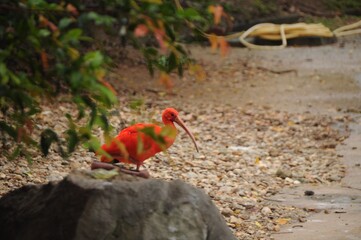 red crested cockatoo