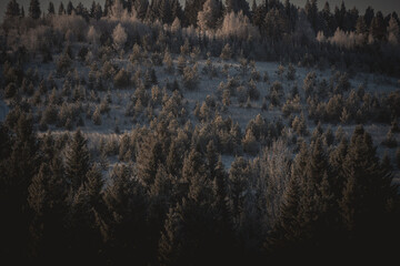 forest in the morning