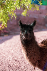Obraz premium llama in the zoo