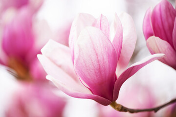 Obraz premium 木蓮の花