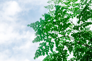 Low angle view of Moringa leaves with soft clouds and sky background for copy space. Moringa is  rich in vitamins and iron, and popular remedy for diabetes and cancer. Closeup. Copy space. Selective f