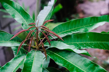 Closeup of growing mango tree leaves where reddish colouring for new leaves and green leathery shiny texture for adult leaves. Selective focus.
