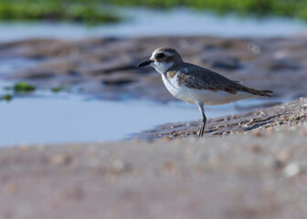 Lesser sand plover on the beach. Charadrius mongolus. The lesser sand plover is a small wader in the plover family of birds.