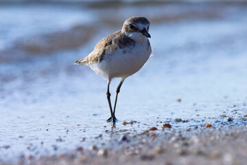Lesser sand plover on the beach. Charadrius mongolus. The lesser sand plover is a small wader in the plover family of birds.