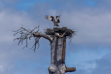 An osprey (Pandion haliaetus); the sea hawk, river hawk, or fish hawk in a nest with baby