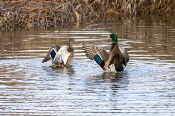 Mallard Duck (Anas platyrhynchos) cleaning and flapping wings in water.