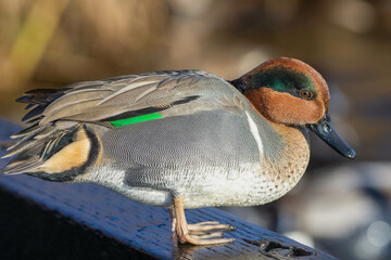 Green-winged teal (American) (Anas carolinensis) standing on the shore.