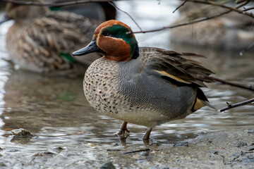 Eurasian Teal (Common Teal) (Anas crecca) or Green-winged Teal close up at sunset.