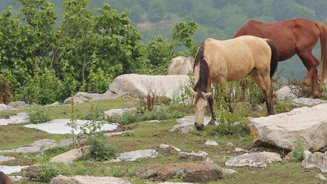 Wild horses looking for food on mountain meadow in Yenokavan, Armenia