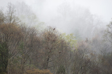 Obraz na płótnie Canvas Mist covered hillside in Tangjiahe Nature Reserve, Sichuan, China