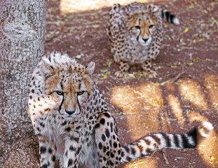 two cheetahs in the wild, staring you down 