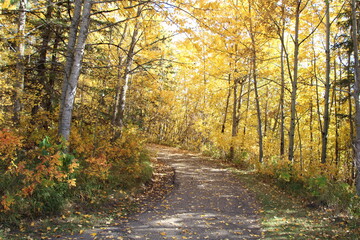 path in forest, Elk Island National Park, Alberta