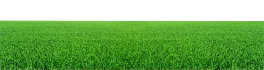 Obraz na płótnie Canvas panorama of meadow green isolated on white background