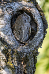 Eine Zwergohreule in der Seitenansicht in einem Astloch sitzend