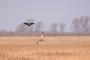 Selective focus photo. Grey crow bird flying next to marsh harrier bird.