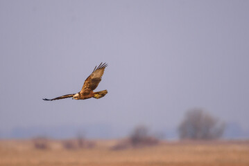 Selective focus photo. Marsh harrier bird.