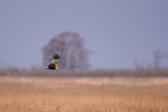 Daba Bilder Durchsuchen 973 Archivfotos, und Videos