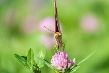 The dark green fritillary butterfly collects nectar on flower. Speyeria aglaja is a species of butterfly in the family Nymphalidae.