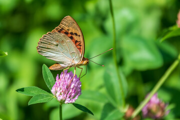 The dark green fritillary butterfly collects nectar on flower. Speyeria aglaja is a species of butterfly in the family Nymphalidae.